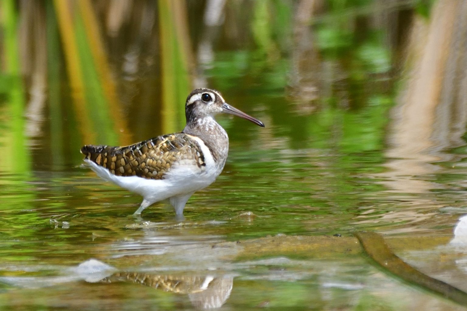 Greater Painted Snipe – Holmen Birding Safaris