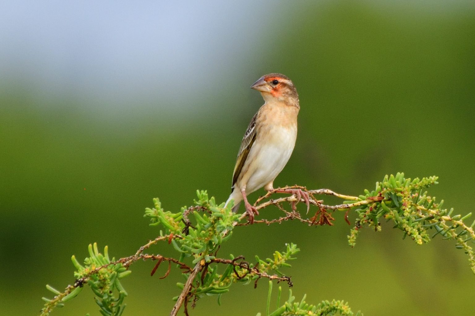 Cardinal Quelea – Holmen Birding Safaris