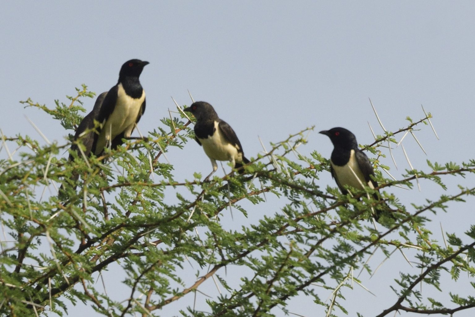 Magpie Starling – Holmen Birding Safaris