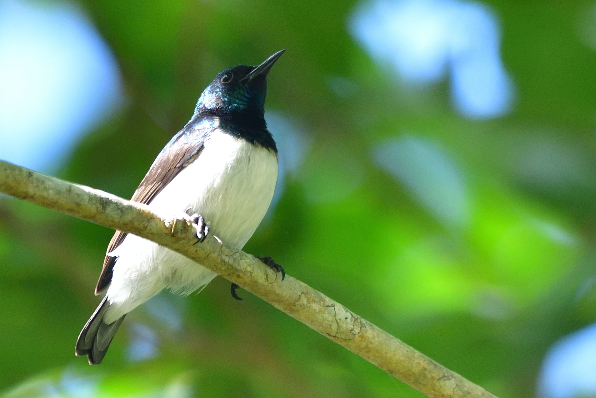 Amani Sunbird – Holmen Birding Safaris