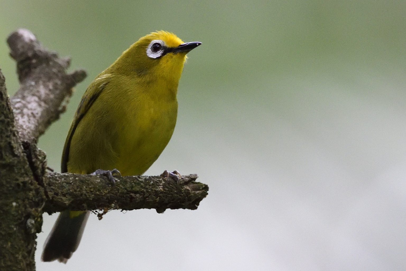 White-eyes – Holmen Birding Safaris