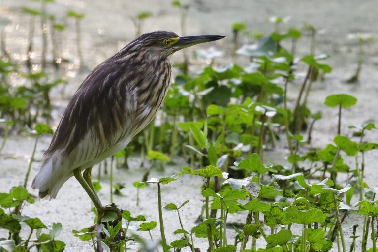 Madagascar Pond Heron – Holmen Birding Safaris